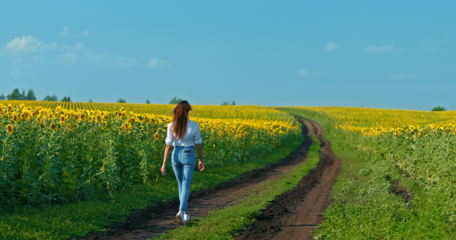 Young woman is walking along a rural road, golden sunflowers are standing in the fields. Walk in a blooming field, blue sky. Rear view. 4k, ProRes