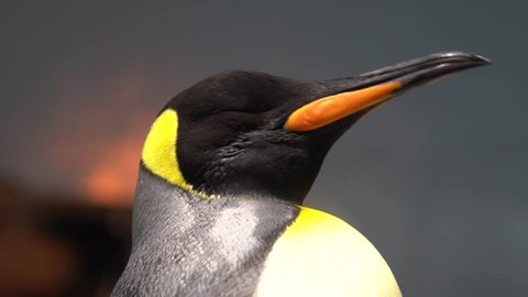 A wildlife close up profile shot of a cute King penguin, Aptenodytes patagonicus; standing sleeping with eyes closed.