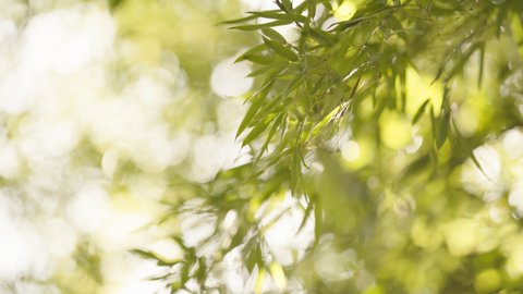 Close-up of lush Japanese bamboo leaves are vibrant in the wind