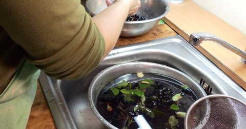 Home canning. The housewife sorts the washed chokeberry separating it from the leaves for the preparation of canned compote. Siberia.