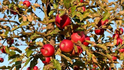 Red apples on a branch on a beautiful summer day. Apples growing on a tree in orchard. Ripe natural apples on a branch at sunset.  Producing fresh and organic fruits.  
