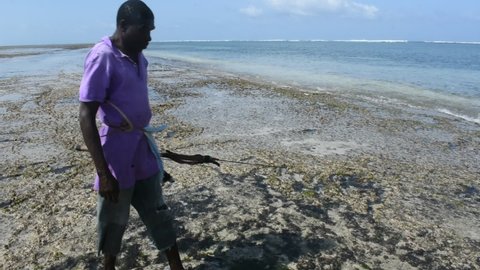 Mombasa, Kenya - 19 Aug 2021: A fisherman walks into the sea to catch fish