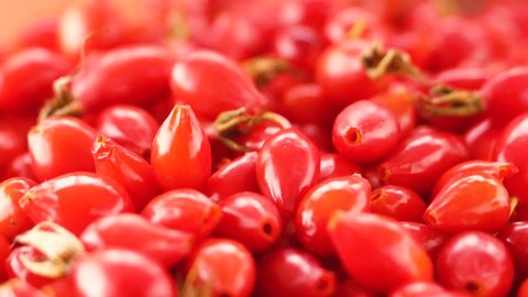 The fresh crop of rose hips is spinning. Close-up of wild rose berries. A bright red pile of harvested fresh rose hips. Selective focus, shallow depth of field