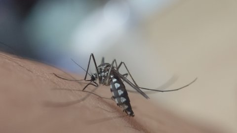 Danger from mosquito bites.malaria mosquito