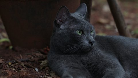 Korat Cat Close Yellow Eyes Stock Photo Shutterstock