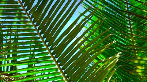 Slow motion shot of Coconut palm trees background. Green palm tree slow animated motion. View of palm trees against sky. Beach on the tropical island. Palm trees at sunlight.