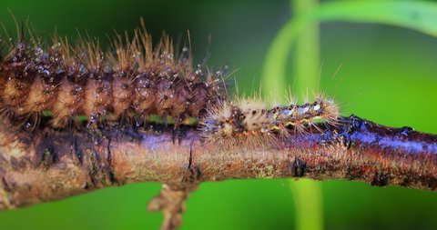 Caterpillar Phragmatobia fuliginosa also ruby tiger. A caterpillar crawls along a tree branch on a green background.