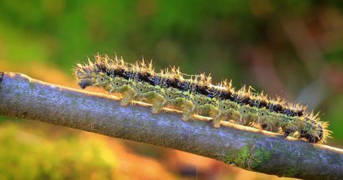 Small tortoiseshell (Aglais urticae) caterpillar. The ant attacks the caterpillar. The urticaria caterpillar crawls in the rays of the setting sun.