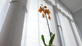 Close-up view 4k stock video footage of elegant pink and orange tropical phalaenopsis houseplant standing on sunny home window-sill with sun back sunshine through thin white fabric of curtains