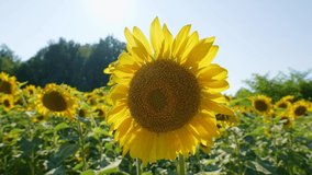 4k stock video footage of beautiful morning green leaves and yellow petals of blooming organic sunflower plants growing outside on summer field. Foliage isolated at sunny clear blue sky background