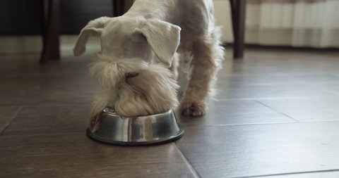 Beauty white miniature schnauzer terrier dog eating with appetite. Tasty food. Bowl with dry food on the kitchen floor 