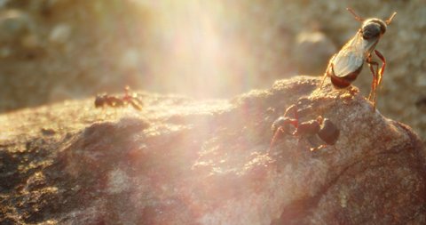 Macro shots of ants in the desert at sunset