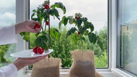 Female hand harvesting tomato, plants growing on windowsill. Home garden in apartment