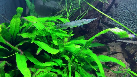 Close up. Beautiful freshwater aquarium with green plants and silver pike