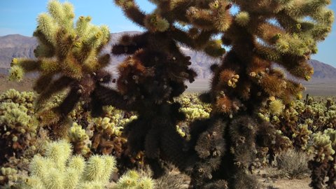 Оpuntia bigelovii (Teddy Bear Cholla), in the Cholla Cactus Garden Joshua Tree, CA