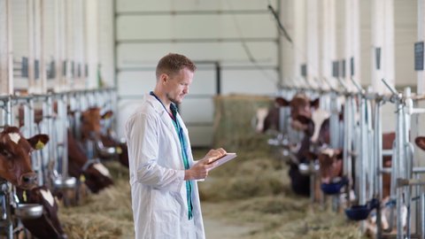 Side view of middle aged male agricultural engineer or vet in white coat making notes in tablet computer while examining dairy cows eating hay standing in stalls in farm cowshed