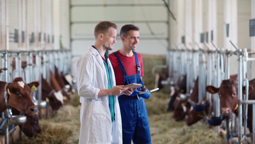 Vet or agricultural scientist in white coat and with tablet computer giving instructions to farm worker standing in farm cowshed and looking at dairy cows eating hay in stalls, side view Royalty-Free Stock Footage #1078995233