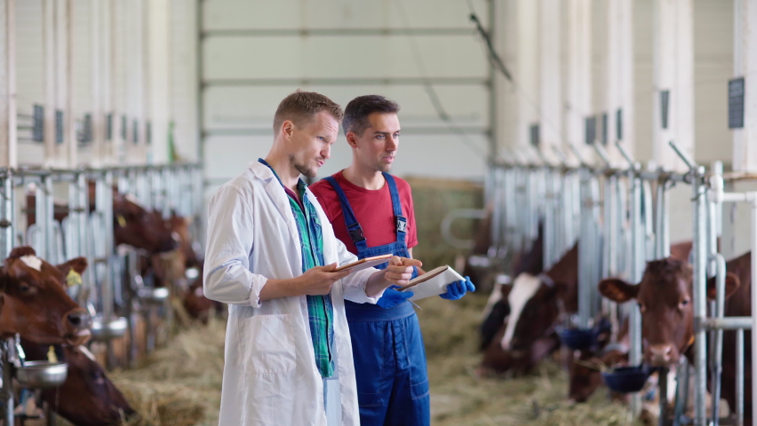 Vet or agricultural scientist in white coat and with tablet computer giving instructions to farm worker standing in farm cowshed and looking at dairy cows eating hay in stalls, side view | Shutterstock HD Video #1078995233