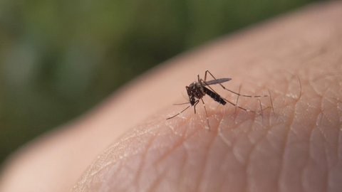 Aedes mosquito trying to suck blood.malareia fever.chikungunya fever