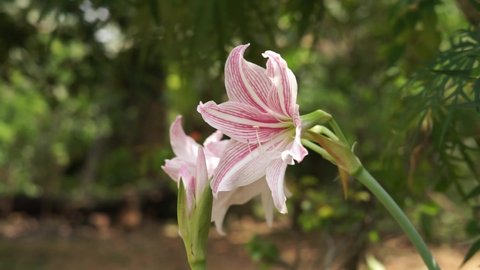 Footage of beautiful amaryllis lily flower with blurred background
