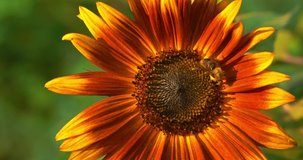 Bee walking around bright sunburst sunflower collecting the sweet pollen nectar at sunset golden hour at the end of summertime almost fall autumn. In Cinema 4k (4096x2160) 30fps slowed from 60fps.