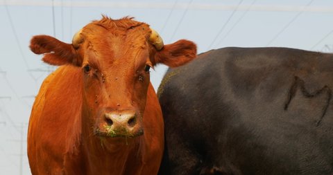 Sad looking red haired ginger cow looking right into camera with black cows in background as flies keep flying around face on grass fed beef farm. In Cinema 4K (4096x2160) 30fps slowed from 60fps.
