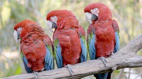 Group of cute Ara Chloropterus Macaws perched in branch in jungle of South America