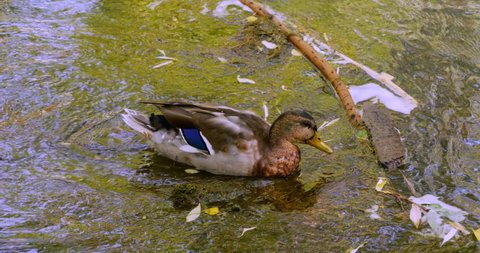 Beautiful juvenile young blue tailed mallard duck looking for food to eat then swims away in green Ogden River water stream at the end of summer. In Cinema 4K (4096x2160) in 30fps slowed from 60fps.