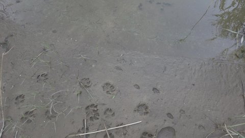 paw prints in the sand. footprints in the sand. dog paws. animal footprints in the sand