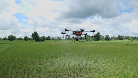 Agricultural drones make flights to prepare to spray rice fields. Agricultural technology smart farm concept.