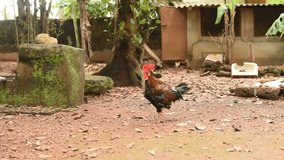HD Footage of a locally reared Rooster and Hen moving in a local household backyard in India
