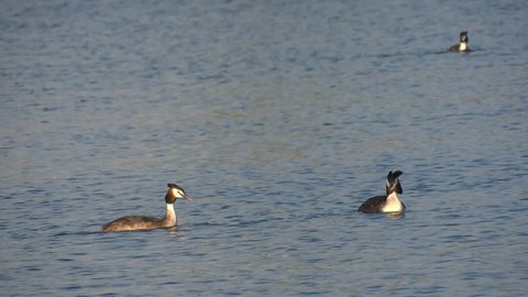 Pair of Great Crested Grebe (podiceps cristatus) swimming low evening sun