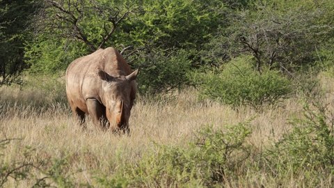 An endangered white rhinoceros (Ceratotherium simum) in natural habitat, South Africa