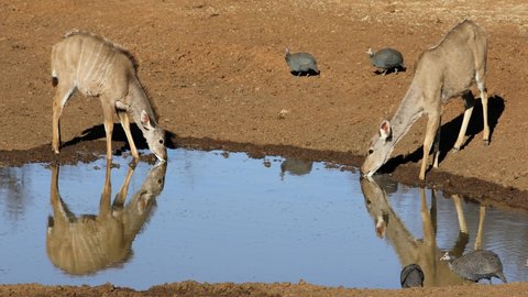 Kudu antelopes (Tragelaphus strepsiceros) and helmeted guineafowls at a waterhole, Mokala National Park, South Africa