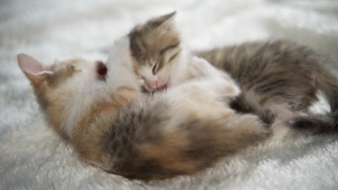 Kittens fight, bite and scratch on a white fluffy blanket. Funny pet games. The growth and development of baby cats.