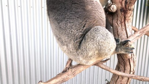Koala on the tree, Australia