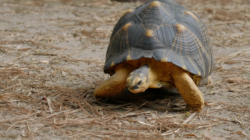 Radiated tortoise (Astrochelys radiata) walks toward the viewer while grazing and lowers to the ground | Shutterstock HD Video #1079018825