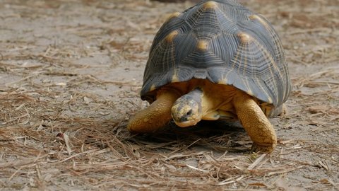 Radiated tortoise (Astrochelys radiata) walks toward the viewer while grazing and lowers to the ground