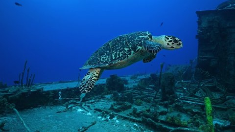 A hawksbill turtle on a shipwreck in Cayman Brac. This gentle sea creature searches the sunken underwater structure for sponge to eat. It is for the enhancement of this life that the wreck was sunk 