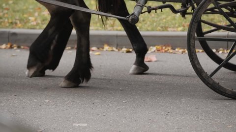 Horses hooves are walking slowly along an asphalt road with yellow leaves, close-up. Animals pull cart with old metal wheels in the autumn in the park.