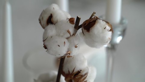 A branch of a white cotton plant in a vase. Decoration in the interior, wedding or celebration. Flower blossom, fluffy home decor.