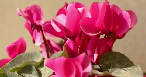 Sliding forward over a pink cyclamen flowers with shallow focus