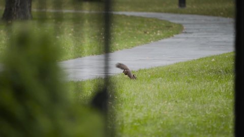 Red squirrel jumps along sidewalk path in summer park and jumps onto green grass. Animal holds nut in its mouth. Nutrition of mammals. Slow motion.
