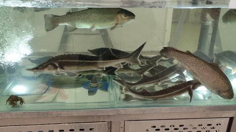 Russian sturgeon fish swimming in an artificial aquarium water tank located in a supermarket