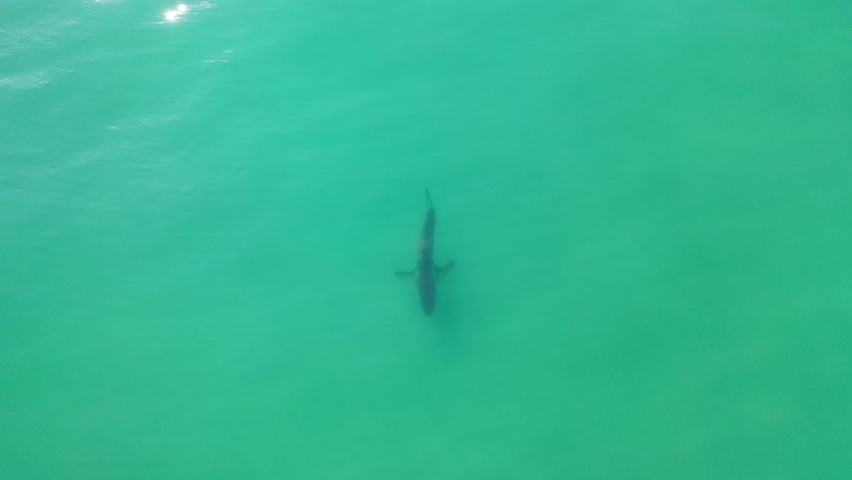 Drone footage of large Great White Shark swimming in clear waters and  hunting for food along the South African coastline