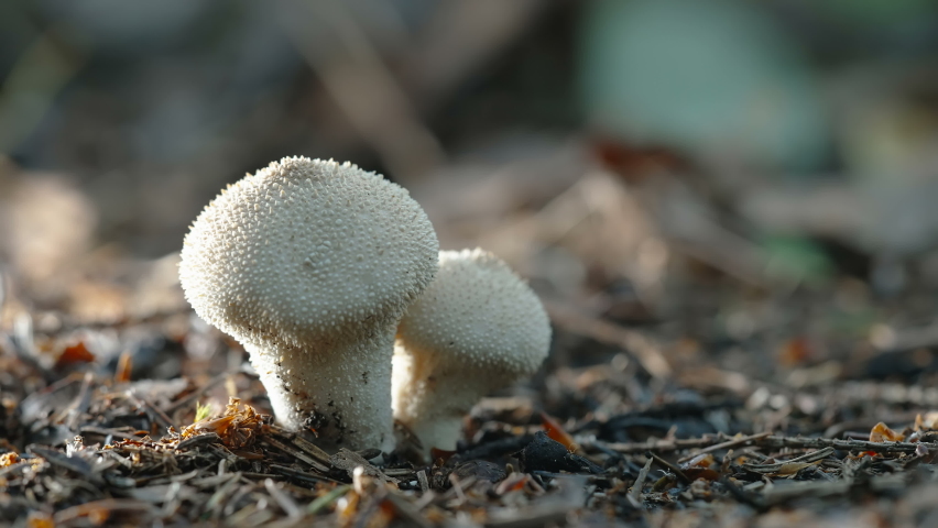 The white puffball mushroom as seen closely growing on the forest ground in Estonia