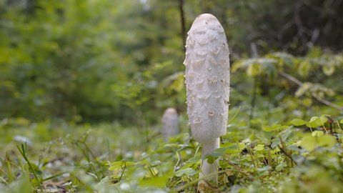 A look of the long shaggy mane mushroom or also known as shaggy ink cap in Estonia
