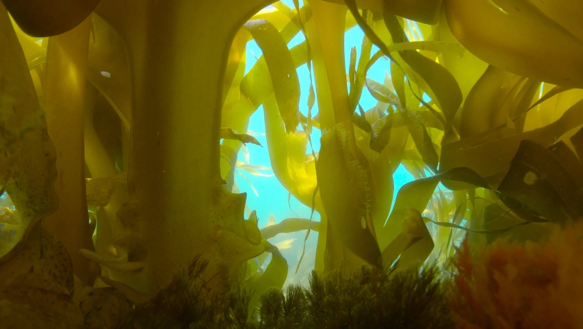 Inside the kelp forest underwater ocean (algae seaweeds Furbellows, Saccorhiza polyschides), Atlantic, Spain, Galicia Royalty-Free Stock Footage #1079033351
