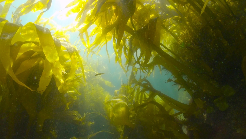 Kelp forest underwater ocean (algae seaweeds Furbellows, Saccorhiza polyschides), Atlantic, Spain, Galicia Royalty-Free Stock Footage #1079033360