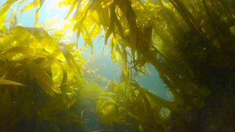 Kelp forest underwater ocean (algae seaweeds Furbellows, Saccorhiza polyschides), Atlantic, Spain, Galicia